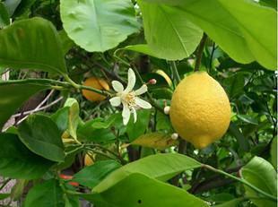 香橼瓜可以吃吗,美味可口的天然水果，你了解多少？