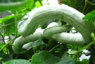 蛇瓜可以怎么吃,解锁健康美味新体验