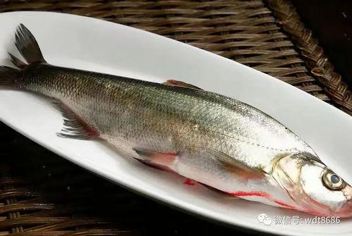 藤瓜可以和鱼一起吃吗,探寻美味搭配的饮食奥秘