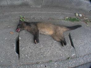 果子狸偷瓜吃,森林中的小偷大揭秘