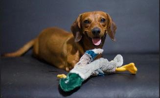 狗可以吃咸瓜吗怎么吃,狗狗的夏日美味，如何安全享用？