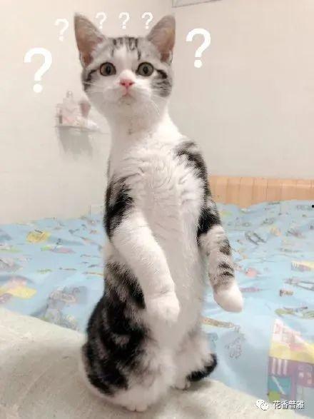 可爱的猫猫吃瓜,萌宠猫猫欢乐吃瓜记