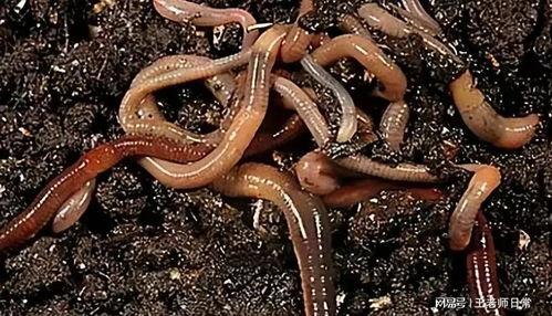 蚯蚓可以吃瓜吗,揭秘它们对瓜类植物的喜爱