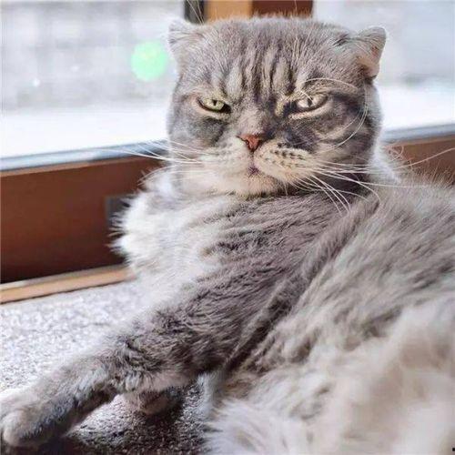 吃瓜猫抖音,揭秘网红美食背后的故事