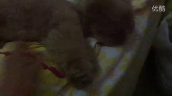 认真吃瓜小视频