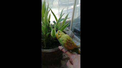 小黄毛吃瓜,揭秘娱乐圈的甜蜜瓜田