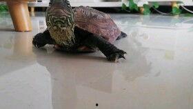 乌龟吃瓜成语,揭示成语背后的智慧与趣味