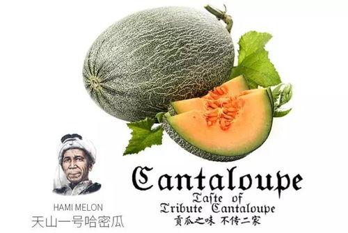 吃瓜one号,吃瓜one号背后的故事与影响力