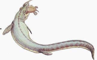 沧龙吃巨瓜,揭秘史前巨兽的神秘食性