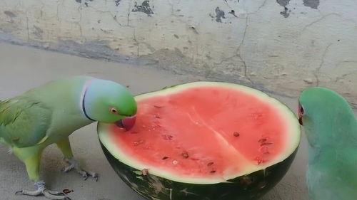 鹦鹉吃瓜怎么办,鹦鹉吃瓜的趣事与养护指南
