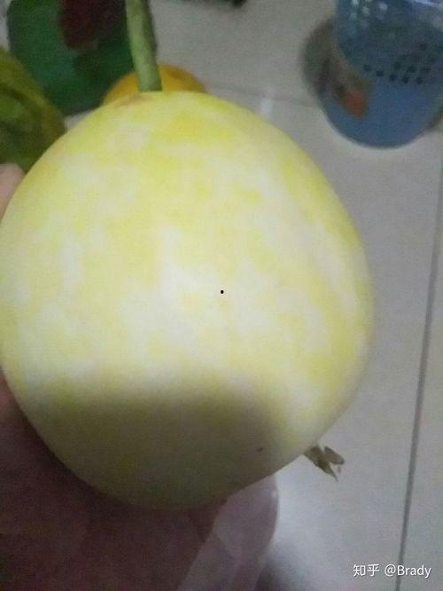 河津白皮瓜怎么吃,河津白皮瓜的多样食法探索