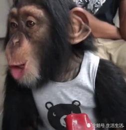 猩猩吃瓜表情包搞笑,笑翻你的欢乐源泉