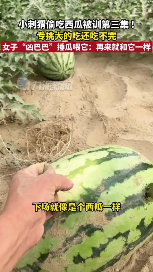 刺猥吃瓜,瓜田里的欢乐食记