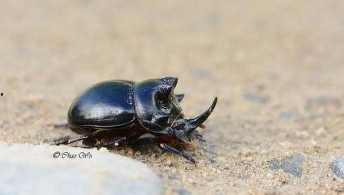 屎壳郎吃瓜吗,揭秘昆虫界的独特饮食习惯