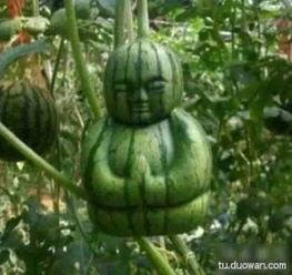 吃瓜真实的样子,笑料百出，趣味横生