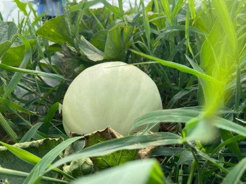 大自然吃瓜,揭秘瓜果的生态魅力