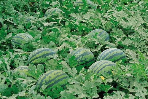 梦到吃瓜吃到钱串子,瓜中寻宝，瓜钱相伴