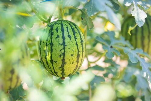 淄博经开区吃瓜,吃瓜群众眼中的美食盛宴