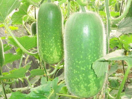 吃瓜得瓜作者,作者背后的故事与创作灵感