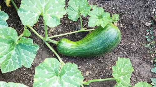 瓠瓜怎么吃才好吃,解锁最佳食用之道