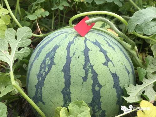 吃瓜赏花神评,神评带你领略人间烟火