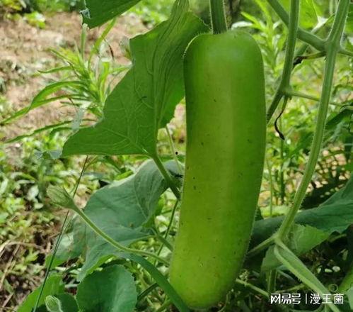 瓠子瓜冻着冬天吃,瓠子瓜冻，传统佳肴新体验