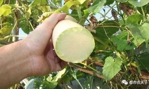 砍瓜吃的危害,揭秘常见饮食误区