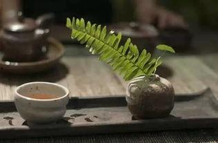 吃瓜可以饮茶不