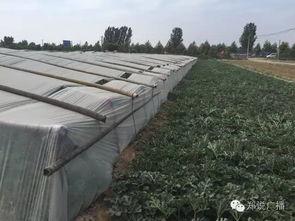 郑州中牟学校吃瓜,校园生活里的意外插曲