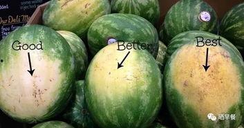 早餐群吃瓜群众,揭秘日常生活中的趣味八卦