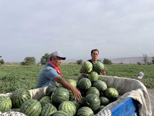 吃瓜领头羊,吃瓜领头羊带你领略幕后风云
